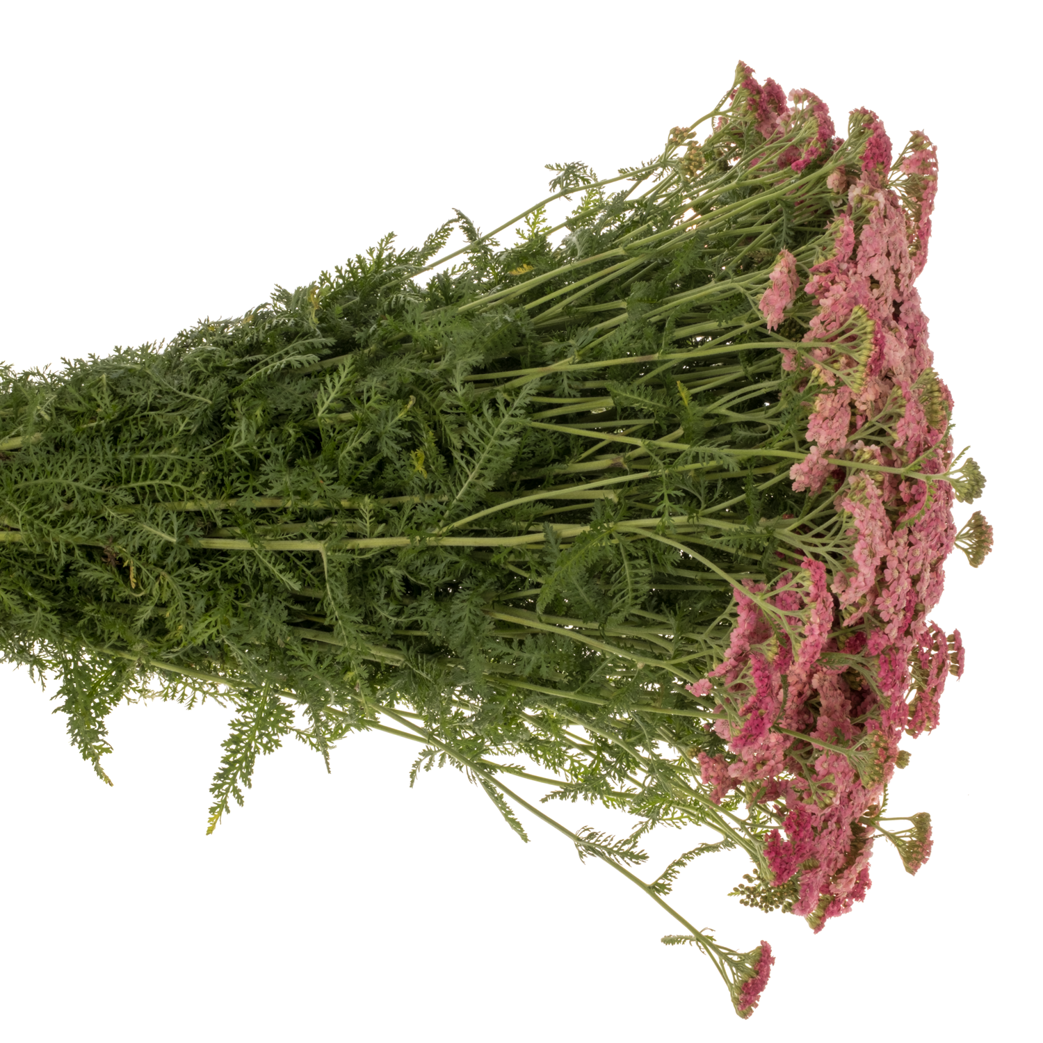 Achillea lila/rosa Doutze 75cm