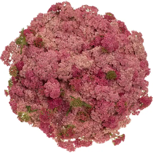 Achillea lila/rosa Doutze 75cm