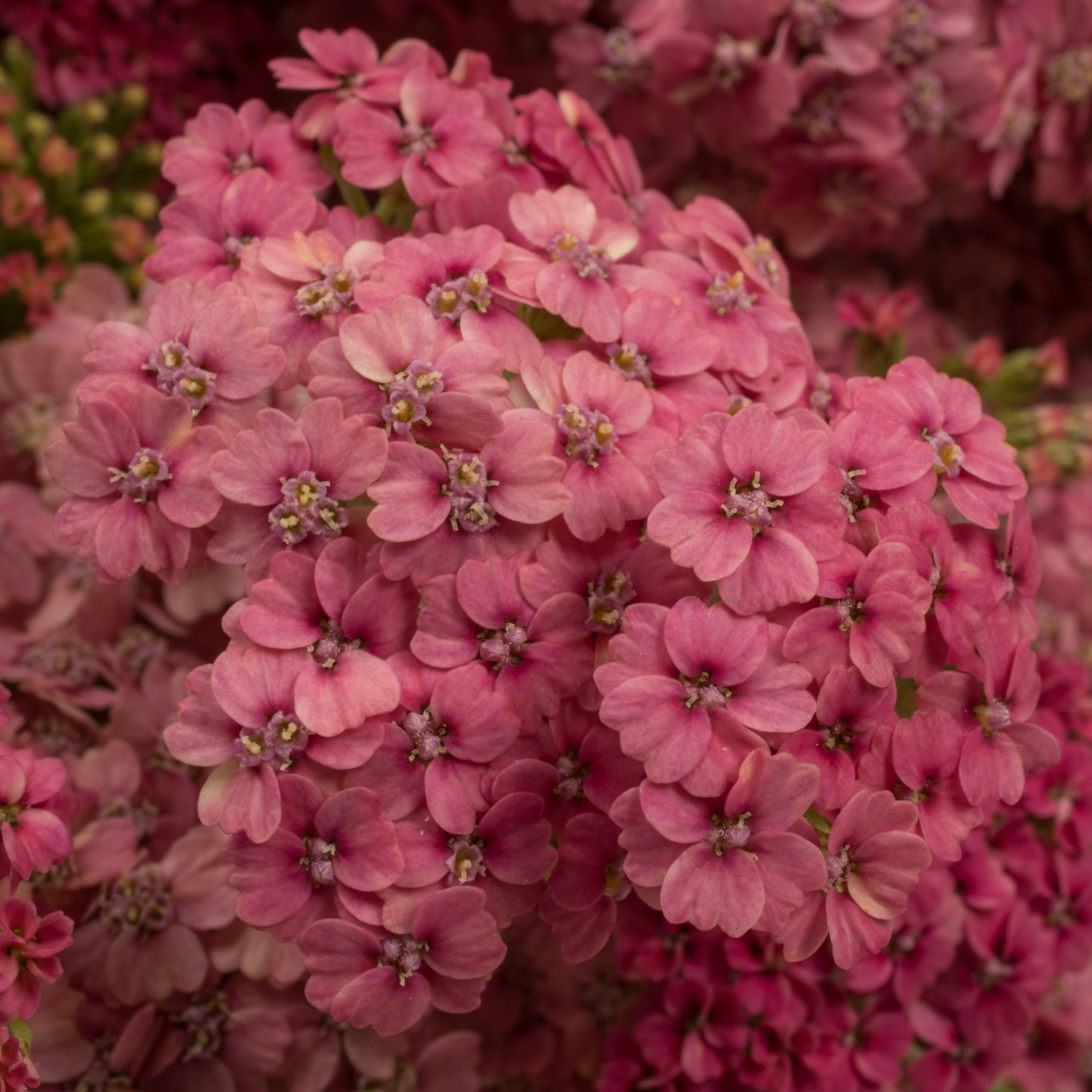 Achillea lila/rosa Doutze 75cm