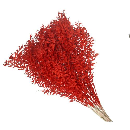 Trocken Ruskus rot L65cm