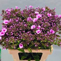 Phlox rosa Gogo Pink70cm