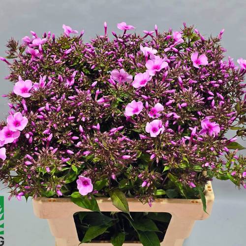 Phlox rosa Gogo Pink70cm