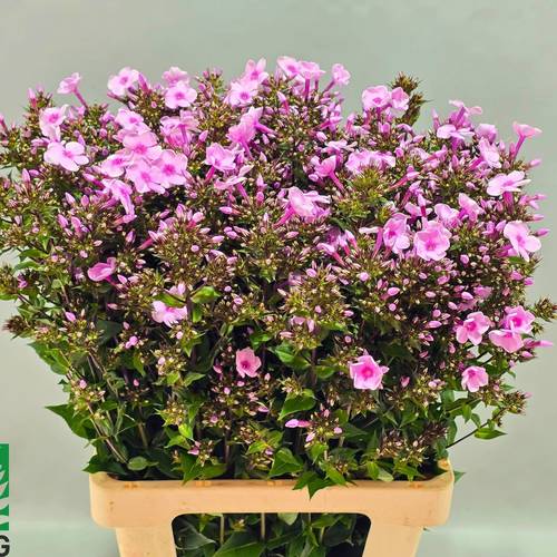 Phlox rosa Gogo Pink70cm