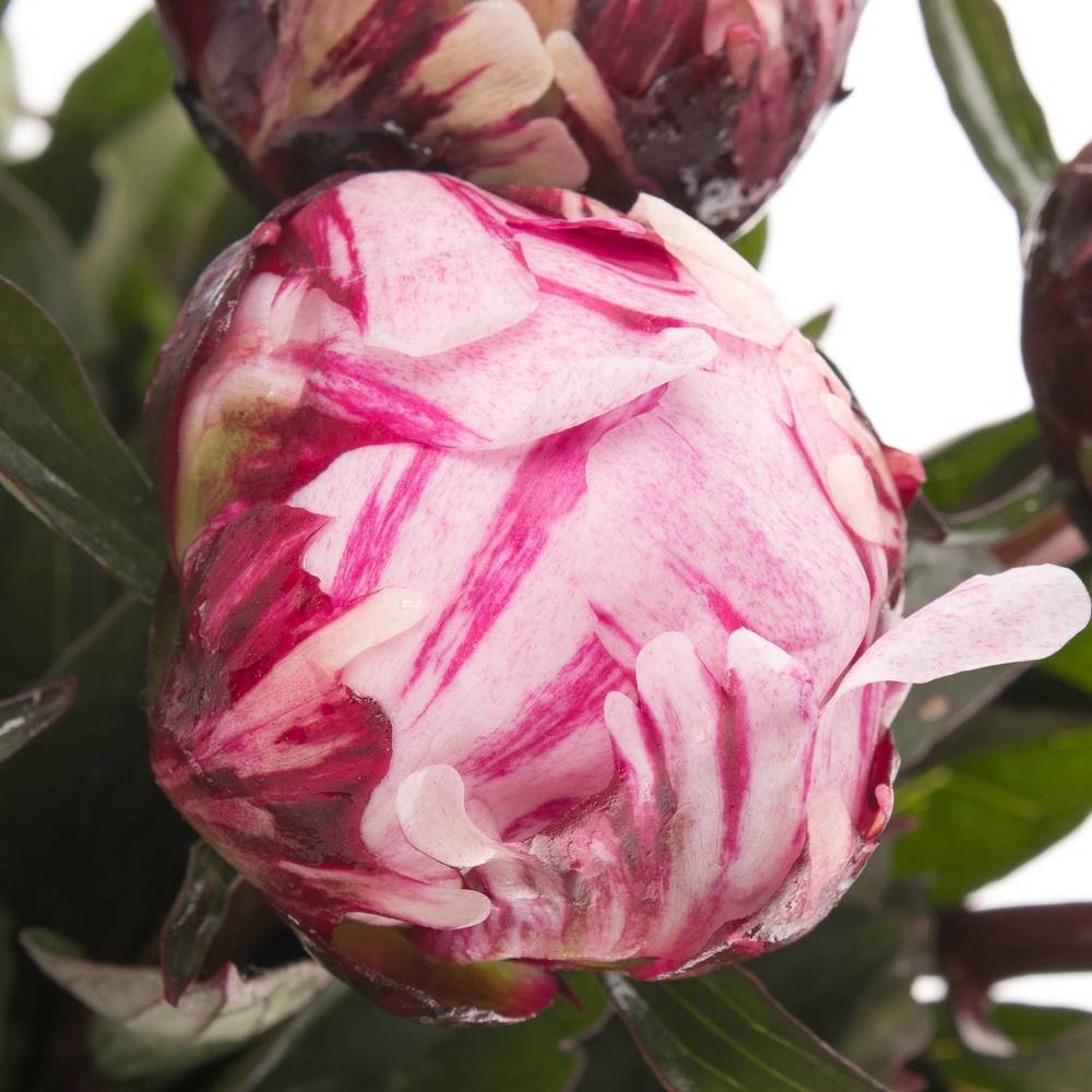 Pfingstrose rosa The Fawn 60cm Molenaar