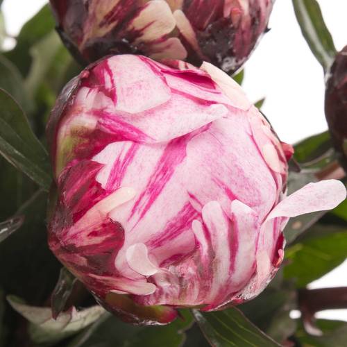 Pfingstrose rosa The Fawn 60cm Molenaar