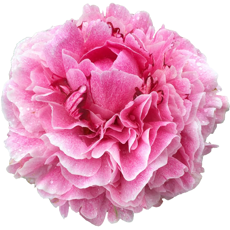 Pfingstrose rosa The Fawn 60cm Molenaar