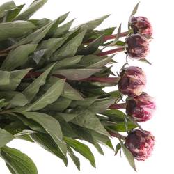 Pfingstrose rosa The Fawn 60cm Molenaar