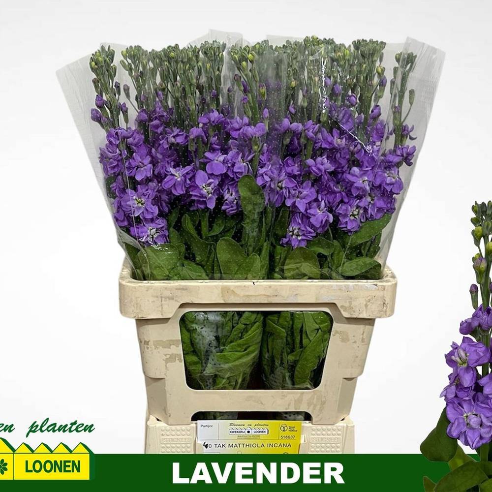 Levkoje lila Milla Lavender 68cm