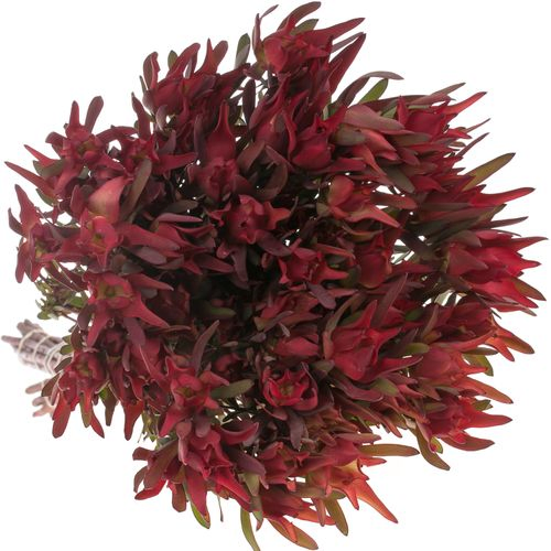 Leucadendron rot Blush verzweigt 50cm