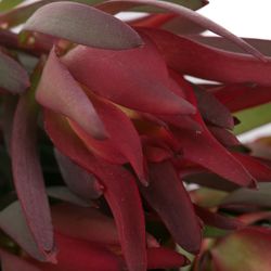 Leucadendron rot Blush verzweigt 50cm