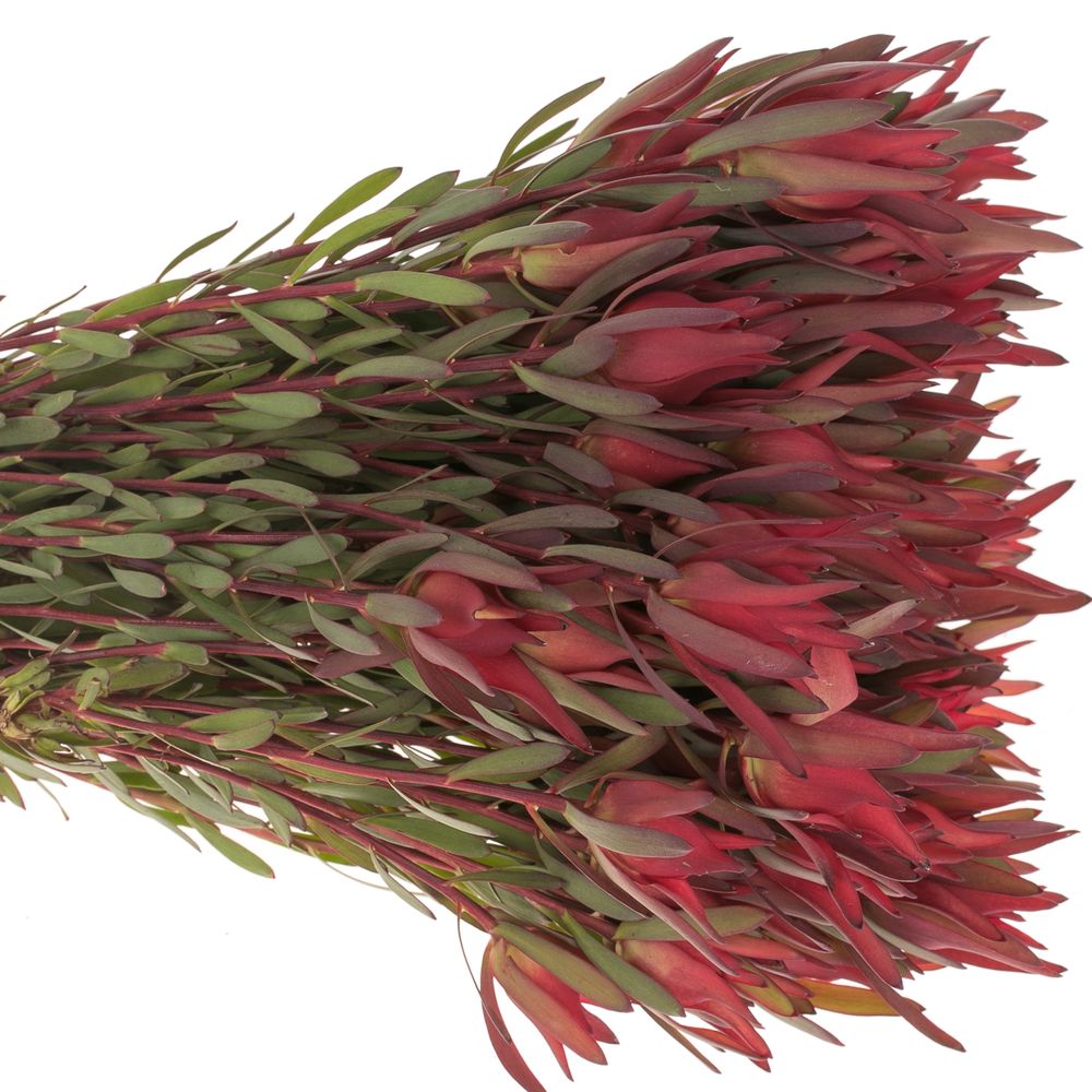 Leucadendron rot Blush verzweigt 50cm
