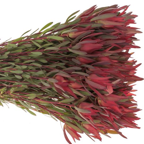 Leucadendron rot Blush verzweigt 50cm