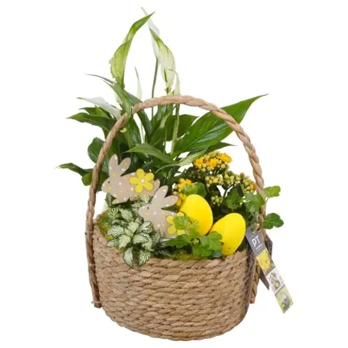 Ostern Arr PTPB3768 T22 H041