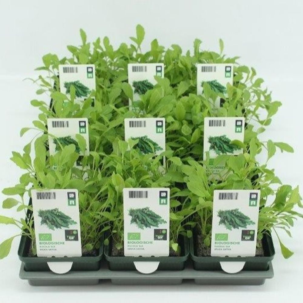Bio Rukola Salat (9x6 pfl) T01 H005