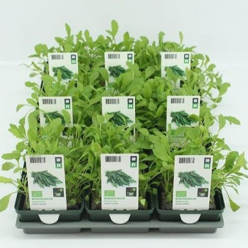 Bio Rukola Salat (9x6 pfl) T01 H005