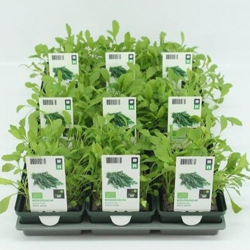 Bio Rukola Salat (9x6 pfl) T01 H005