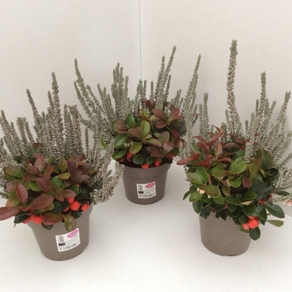 Calluna GG Fluffy mit Gaultheria T13 H027