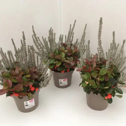 Calluna GG Fluffy mit Gaultheria T13 H027