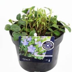 Vinca Minor T13 H20