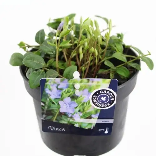 Vinca Minor T13 H20