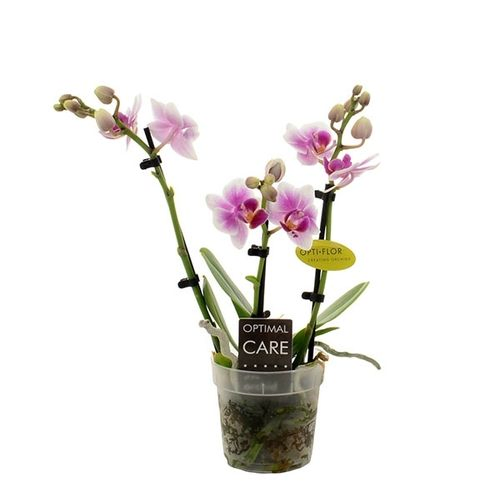Phal.3-R  lila/weiss Kris T07 H25