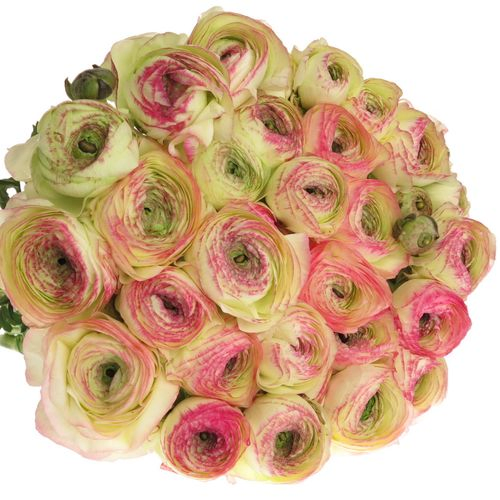 Ranunkel creme/rosa Cloni Felicidad 40cm