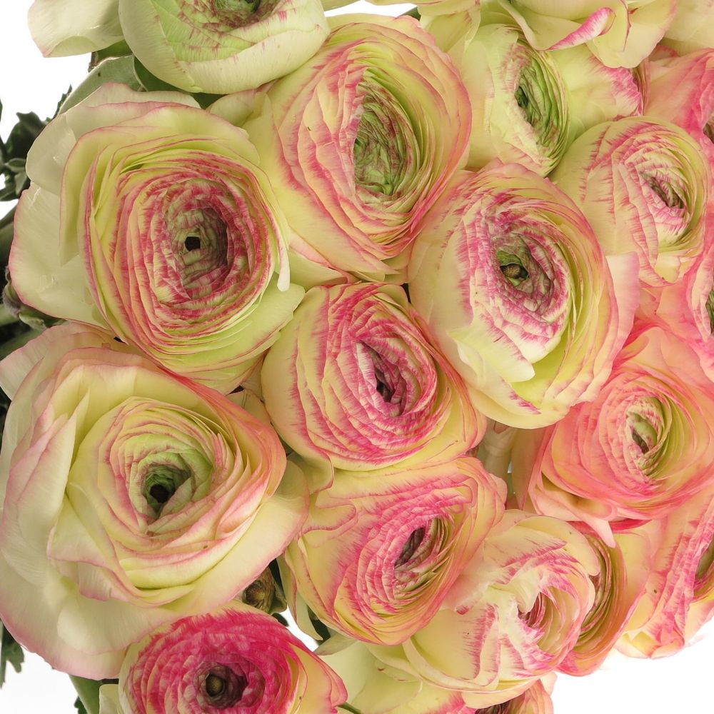 Ranunkel creme/rosa Cloni Felicidad 40cm