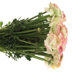 Ranunkel creme/rosa Cloni Felicidad 40cm