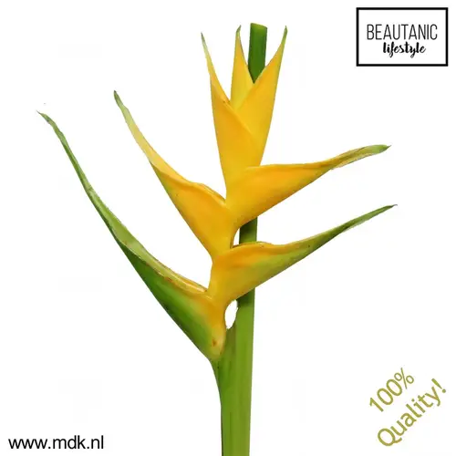 Heliconia Mittel gelb Caribea 100cm