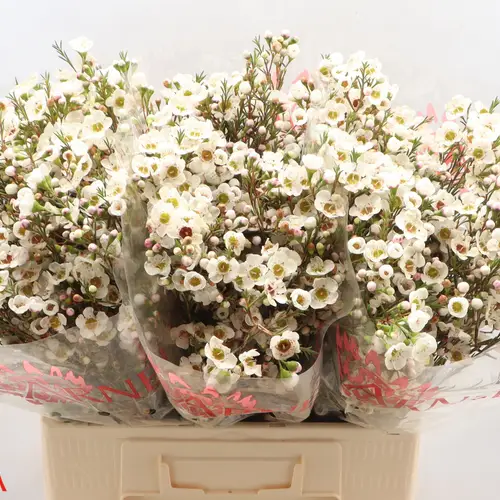 Wachsflower creme Rhiannon 45Gramm 60cm