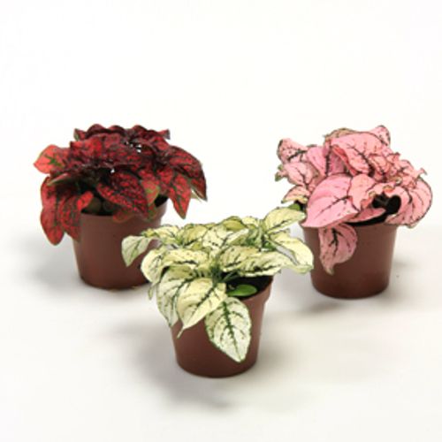 Hypoestes Phyl.T6 H7 mix