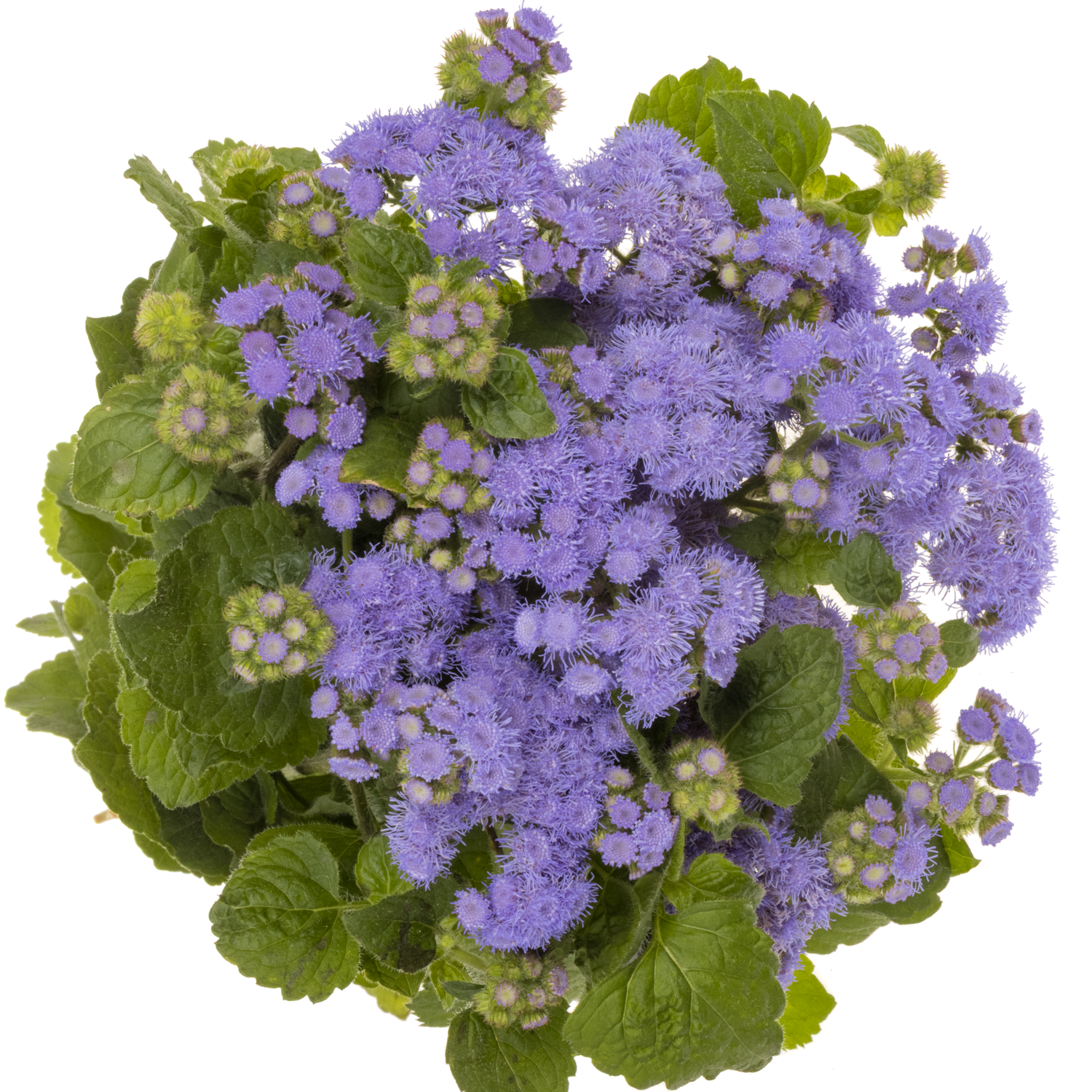 Ageratum lila 70cm