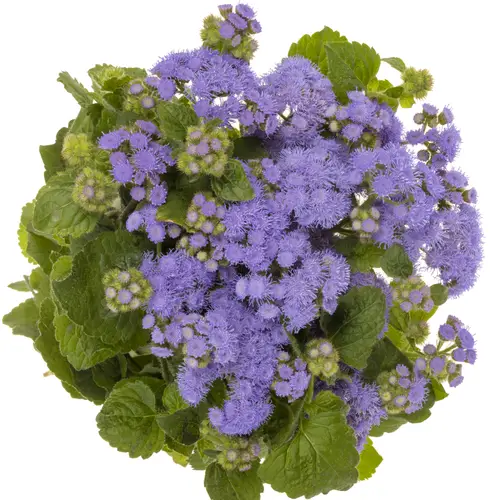 Ageratum lila 70cm