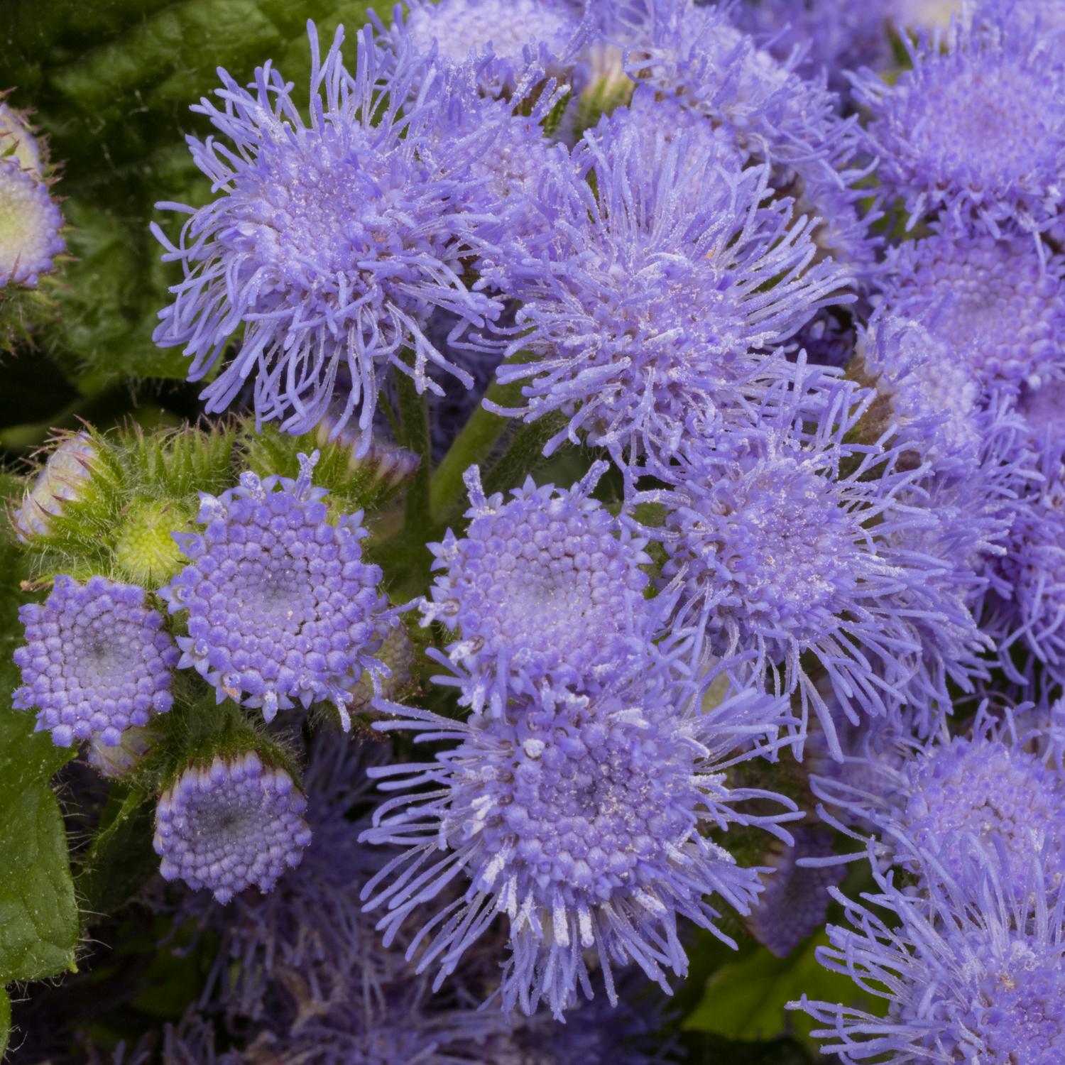 Ageratum lila 70cm