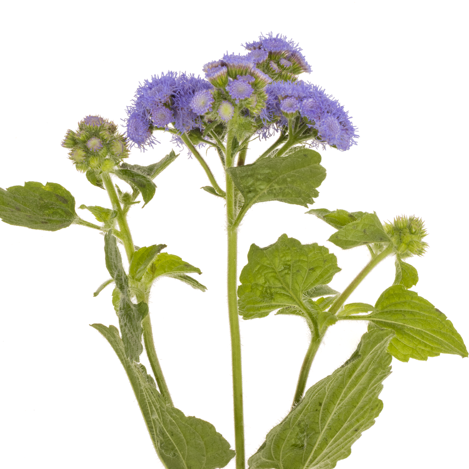 Ageratum lila 70cm