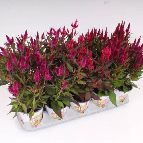 Celosia mix Kelos Atomic T12 H35