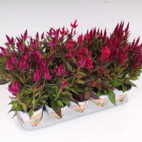 Celosia mix Kelos Atomic T12 H35
