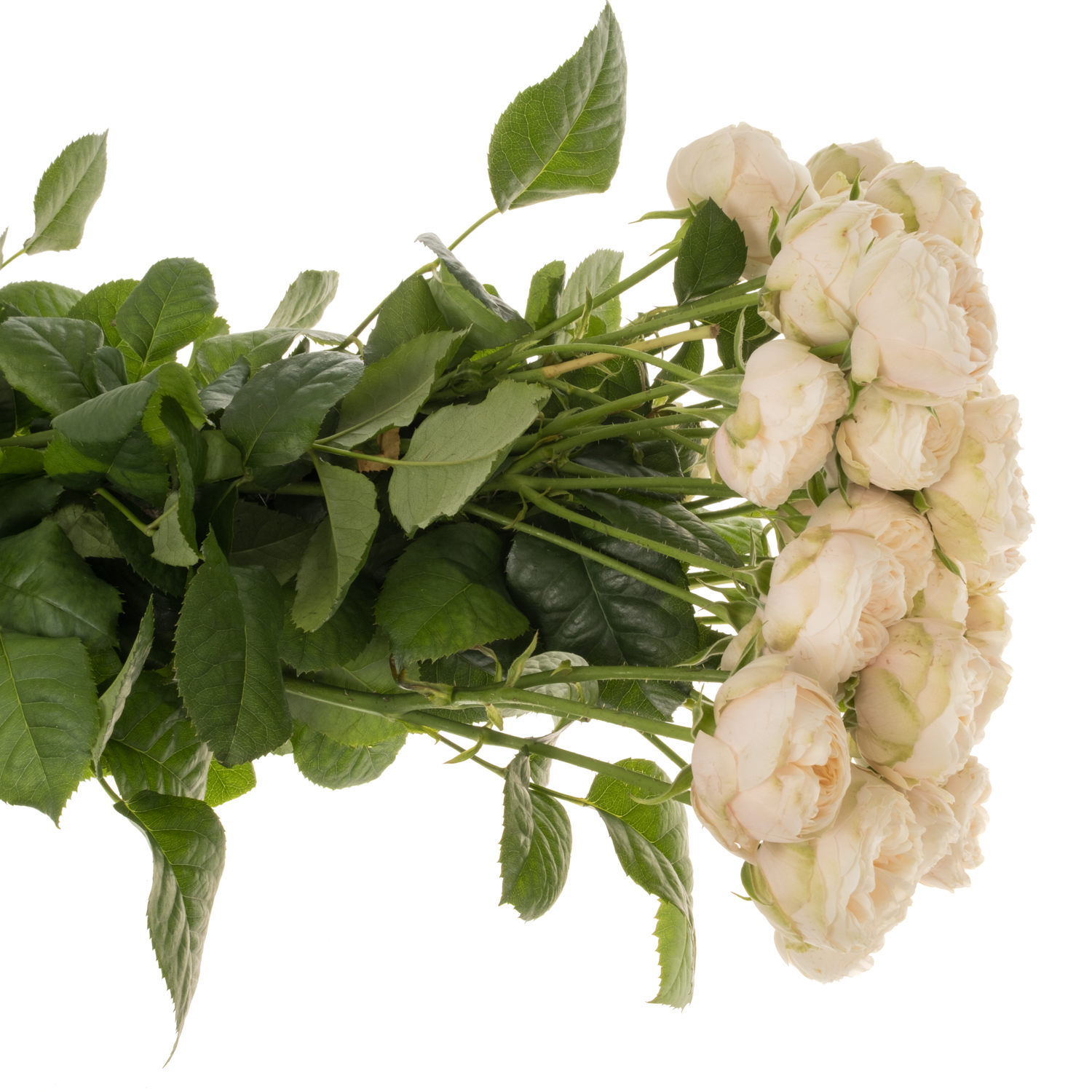 Rose verzweigt hell gelb Roy Blush Pearl 3+Blüte 50cm