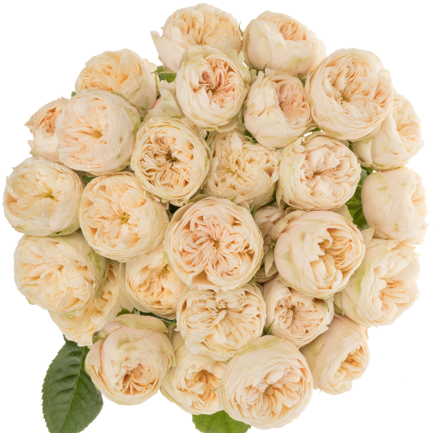 Rose verzweigt hell gelb Roy Blush Pearl 3+Blüte 50cm