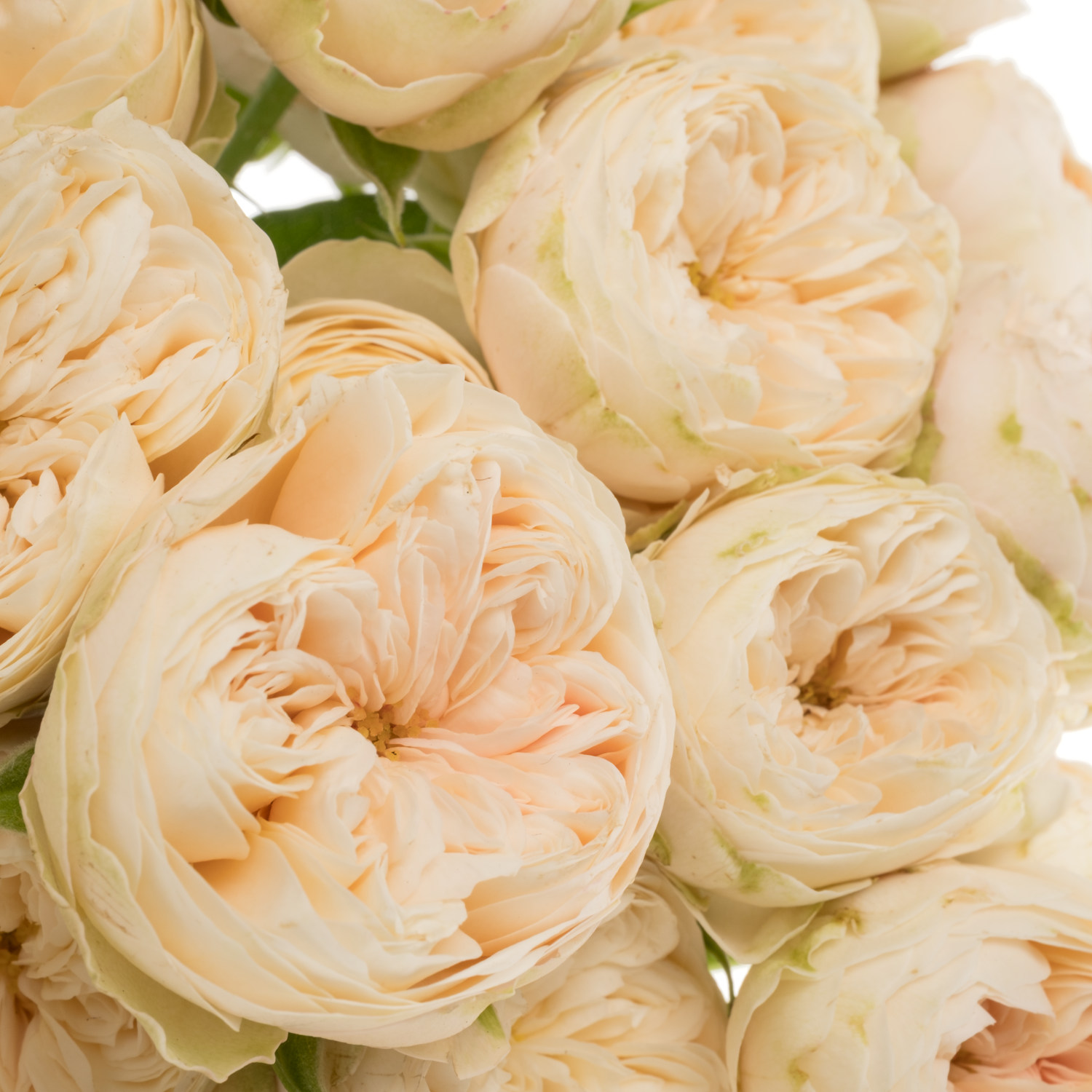 Rose verzweigt hell gelb Roy Blush Pearl 3+Blüte 50cm