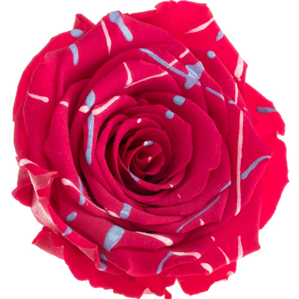 Präparierte dunkel rosa Rose Festiva Cherry