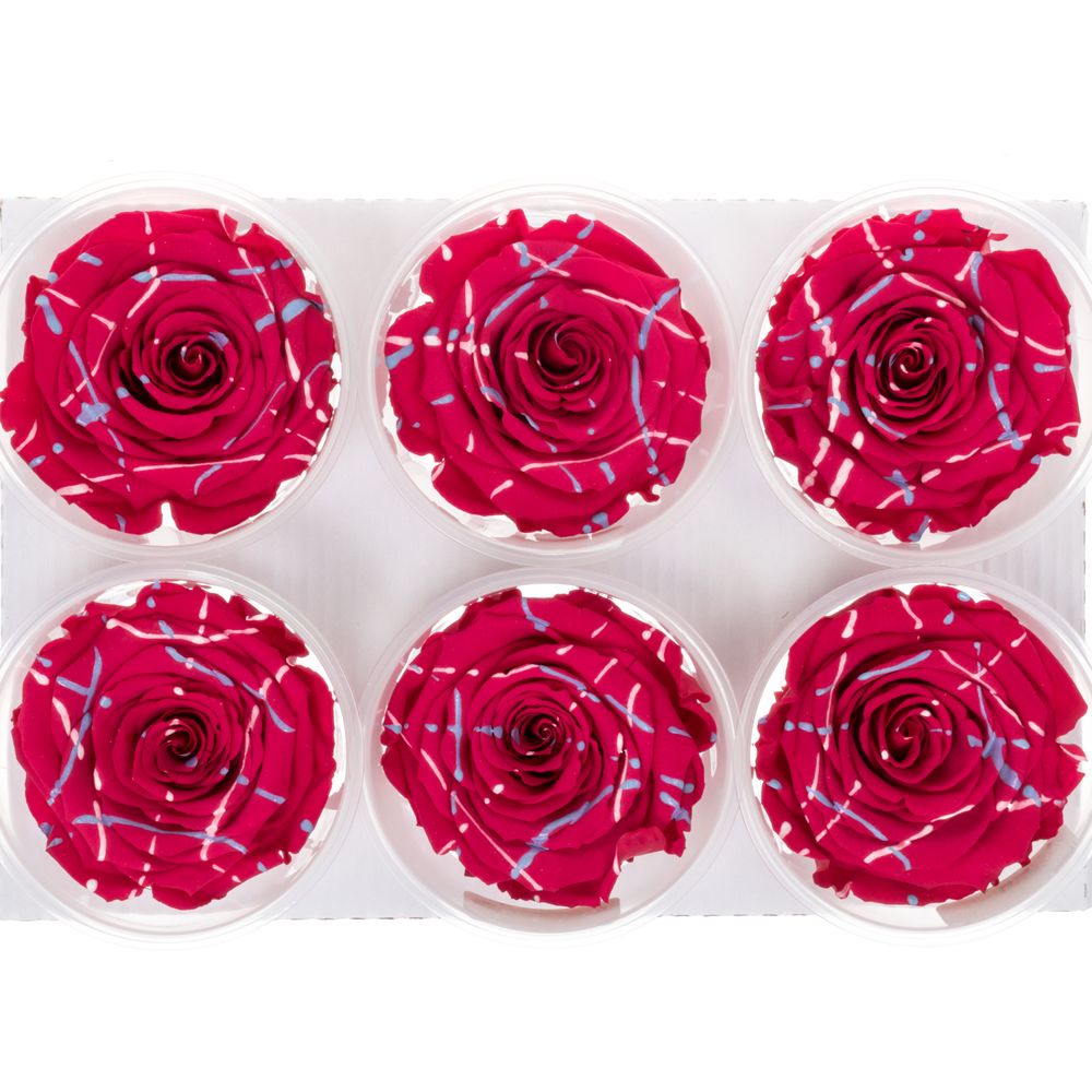 Präparierte dunkel rosa Rose Festiva Cherry