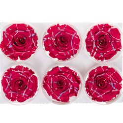 Präparierte dunkel rosa Rose Festiva Cherry