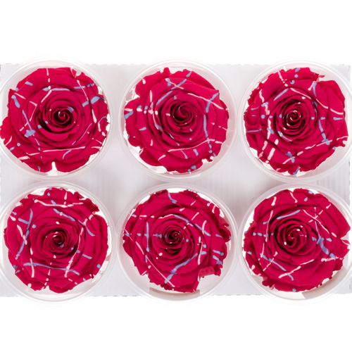 Präparierte dunkel rosa Rose Festiva Cherry