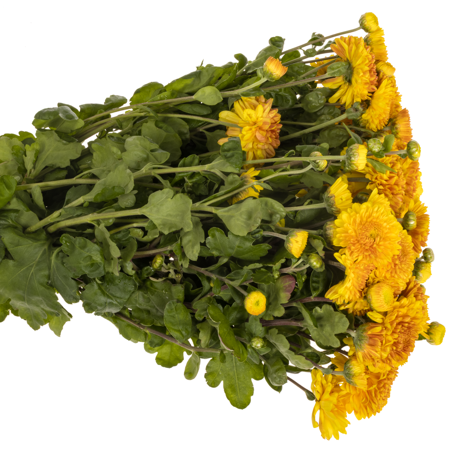 Chrys.Freil.Tros dunkel gelb Wendy Geel 65 Gramm 65cm