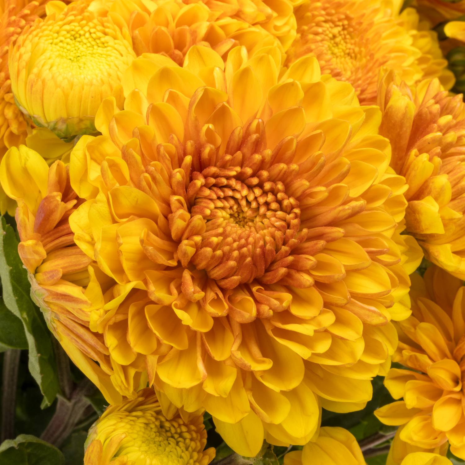 Chrys.Freil.Tros dunkel gelb Wendy Geel 65 Gramm 65cm