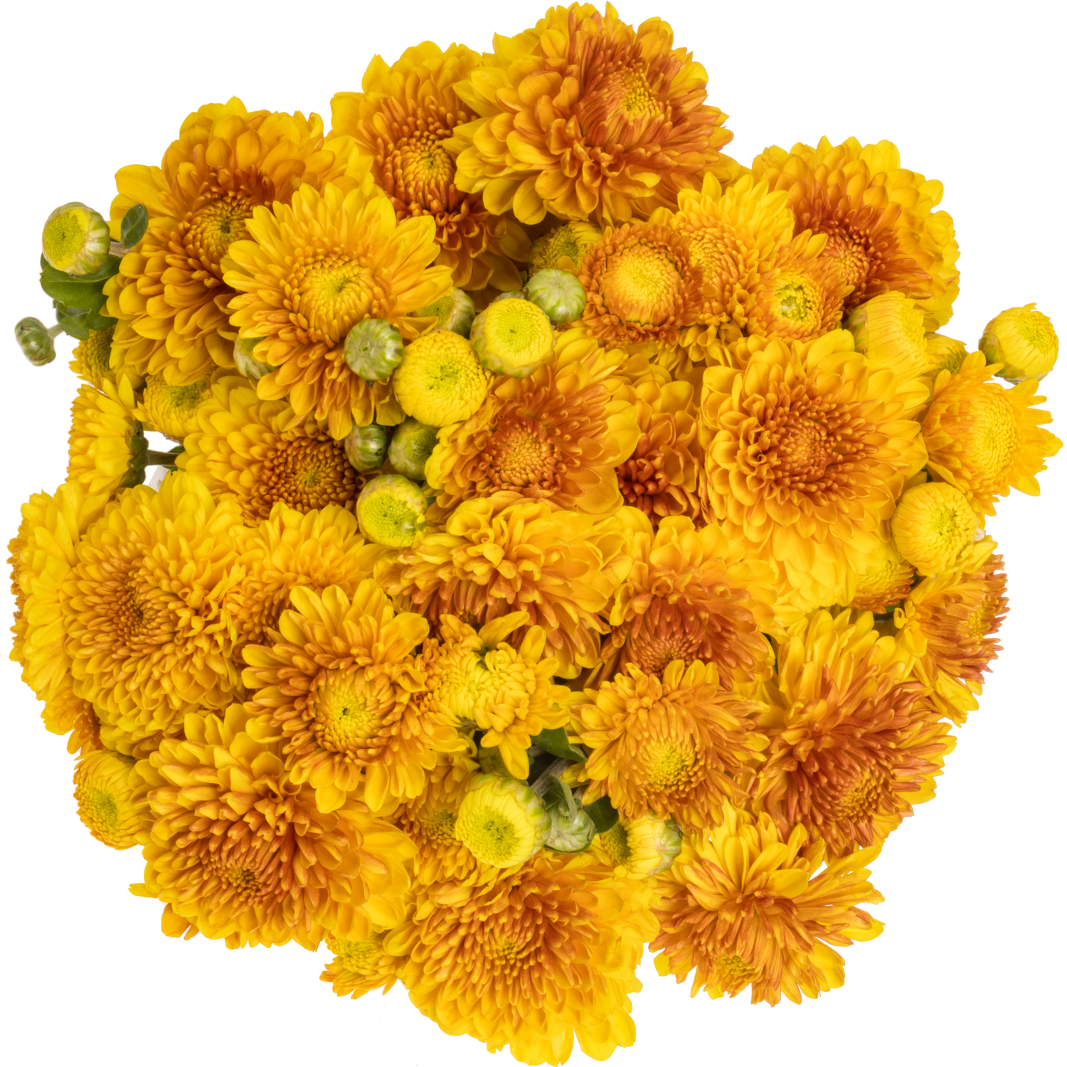 Chrys.Freil.Tros dunkel gelb Wendy Geel 65 Gramm 65cm