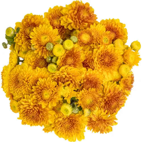 Chrys.Freil.Tros dunkel gelb Wendy Geel 65 Gramm 65cm