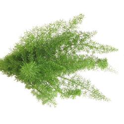 Asparagus grün Meyeri 45cm