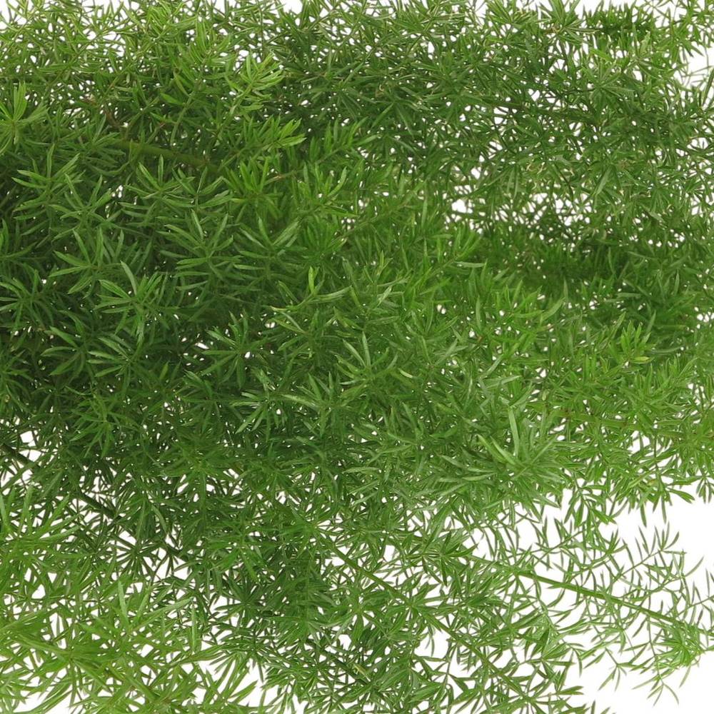 Asparagus grün Meyeri 45cm